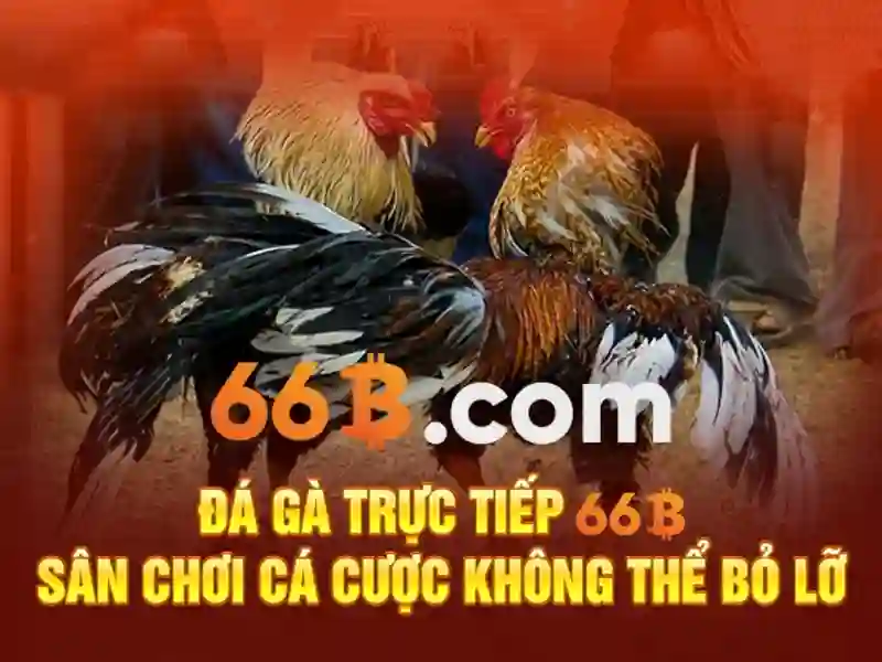 Banner giới thiệu nhà cái 66b với thiết kế sang trọng