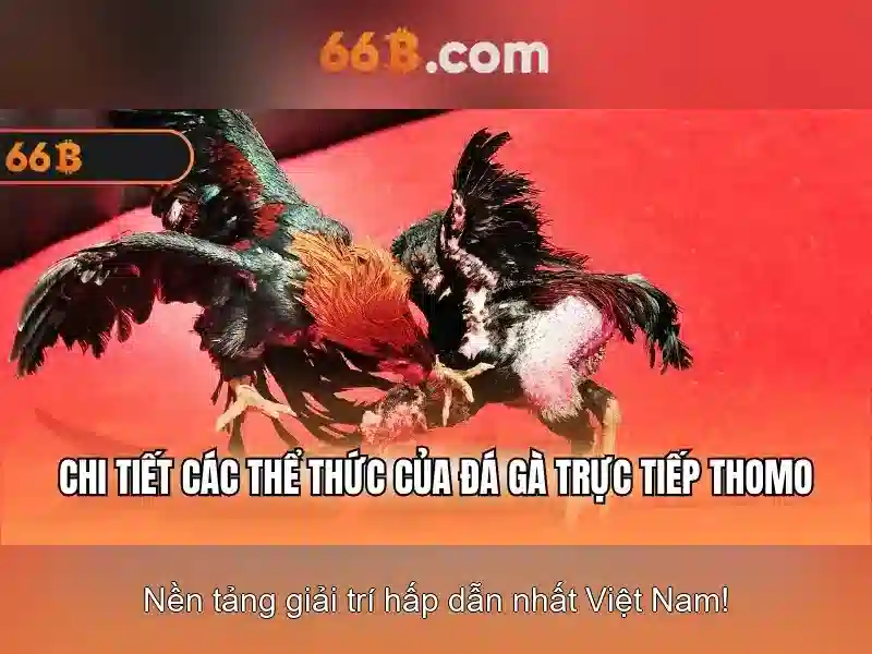 66B và các đặc trưng nổi bật